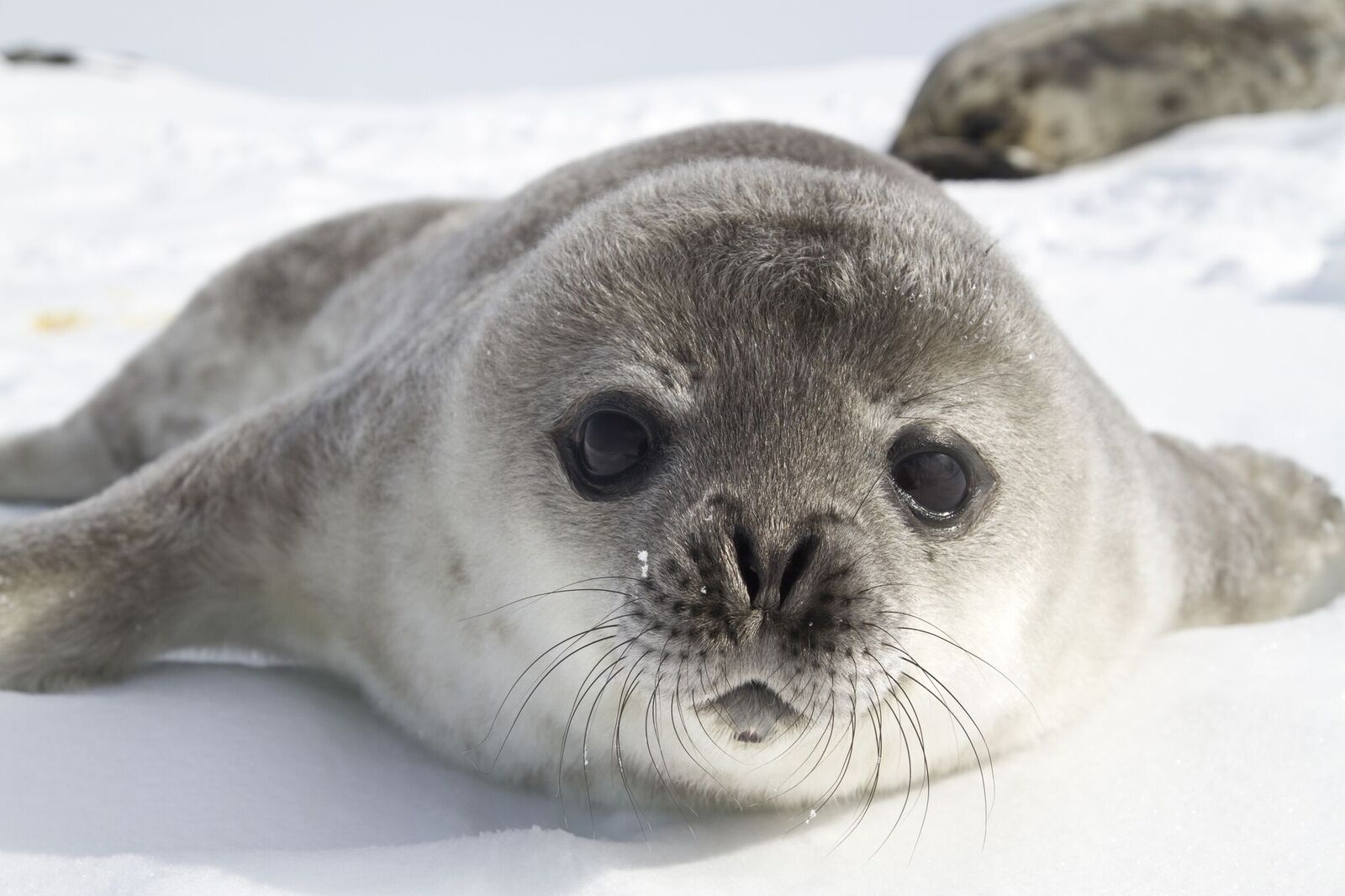 Aurora Expeditions Seal.jpeg
